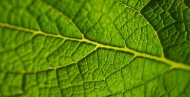biologia