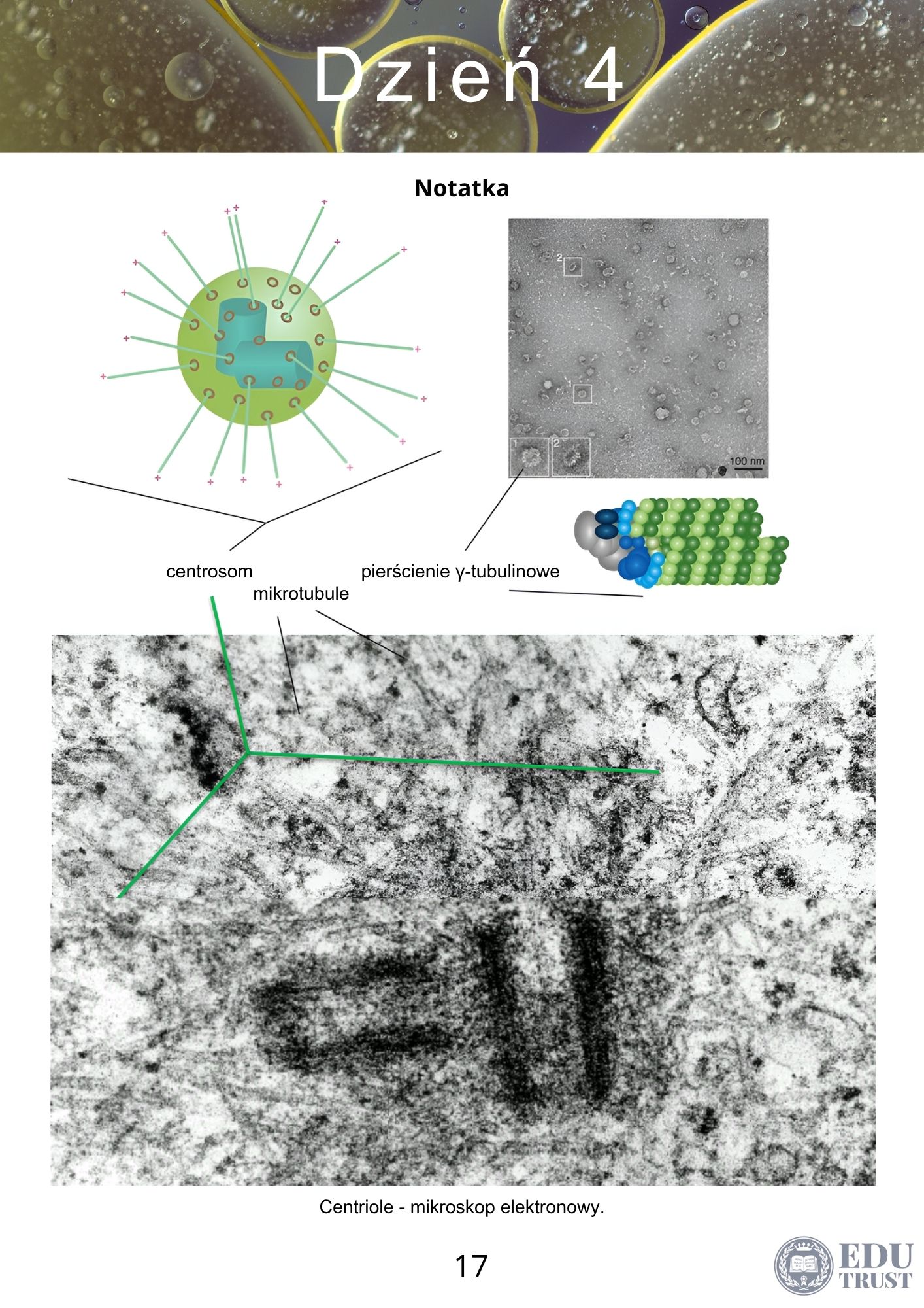 PLANER maturalny z biologii 2027 - obrazek 7