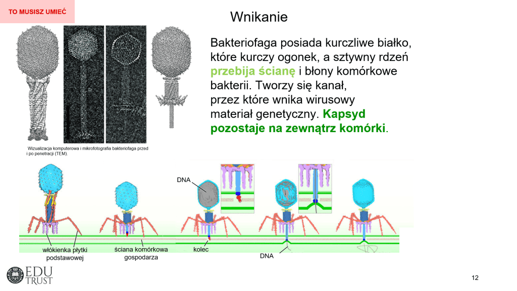 Materiały z kursu matura biologia EDUTRUST